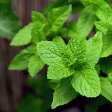 Attēlu rezultāti vaicājumam “Mentha x piperita leaf”