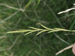 Attēlu rezultāti vaicājumam “Brachypodium pinnatum”