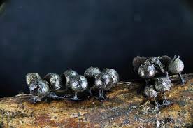 Attēlu rezultāti vaicājumam “Lamproderma echinosporum macro”