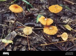 Attēlu rezultāti vaicājumam “Marasmius sp.”