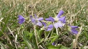 Attēlu rezultāti vaicājumam “Viola uliginosa leaf”