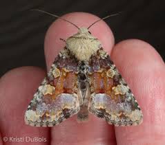 Attēlu rezultāti vaicājumam “Oligia sp.”