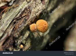 Attēlu rezultāti vaicājumam “Gymnopilus picreus”