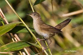 Image result for Locustella luscinioides