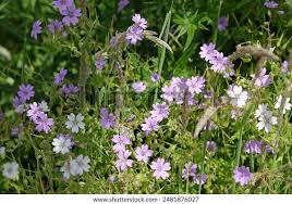 Attēlu rezultāti vaicājumam “Geranium pyrenaicum flower”