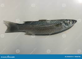 Image result for Crenimugil seheli