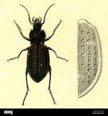 Attēlu rezultāti vaicājumam “Carabus hortensis”