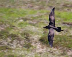 Attēlu rezultāti vaicājumam “Stercorarius parasiticus”