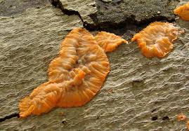 Attēlu rezultāti vaicājumam “Phlebia radiata”