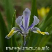 Attēlu rezultāti vaicājumam “Iris rosenbachiana flower”