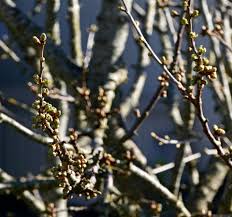 Attēlu rezultāti vaicājumam “Cerasus bud”