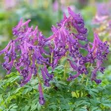 Attēlu rezultāti vaicājumam “Corydalis cava flower”