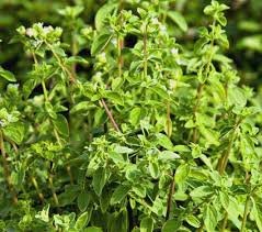 Image result for Origanum vulgare