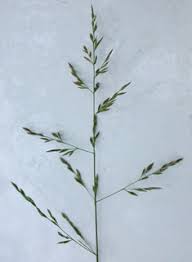 Attēlu rezultāti vaicājumam “Festuca arenaria”