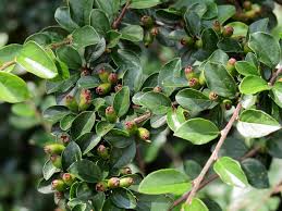 Attēlu rezultāti vaicājumam “Cotoneaster divaricatus”