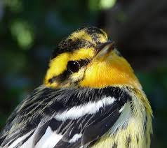 Image result for Dendroica fusca