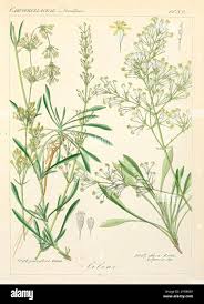 Attēlu rezultāti vaicājumam “Silene wolgensis”