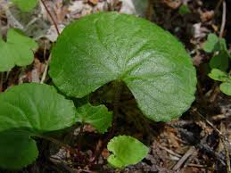 Attēlu rezultāti vaicājumam “Viola riviniana leaf”
