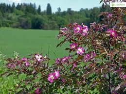 Attēlu rezultāti vaicājumam “Rosa glauca leaf”