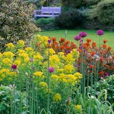 Attēlu rezultāti vaicājumam “Euphorbia palustris flower”