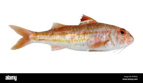 Image result for Mullus surmuletus
