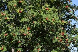 Attēlu rezultāti vaicājumam “Sorbus aucuparia”