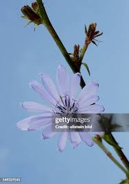 Image result for Zichorie