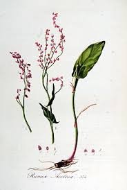 Attēlu rezultāti vaicājumam “Rumex acetosa”