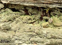 Attēlu rezultāti vaicājumam “Trapeliopsis flexuosa”