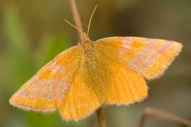 Attēlu rezultāti vaicājumam “Lythria cruentaria”