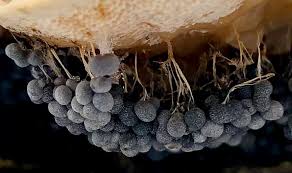 Attēlu rezultāti vaicājumam “Diachea subsessilis stalked”