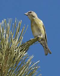 Image result for Loxia curvirostra