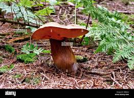 Attēlu rezultāti vaicājumam “Porphyrellus porphyrosporus”