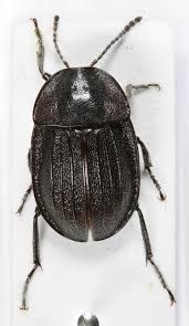 Attēlu rezultāti vaicājumam “Phosphuga atrata”