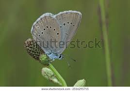 Attēlu rezultāti vaicājumam “Maculinea teleius underside”