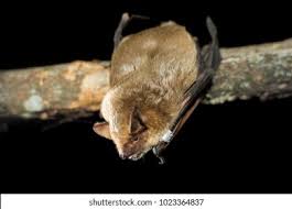 Attēlu rezultāti vaicājumam “Eptesicus serotinus”