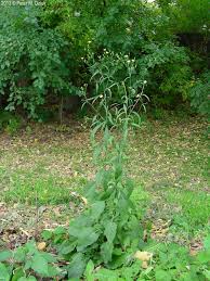 Attēlu rezultāti vaicājumam “Lapsana communis leaf”