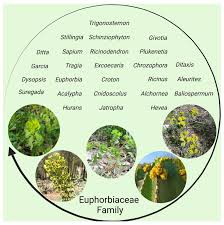 Attēlu rezultāti vaicājumam “Euphorbiaceae”