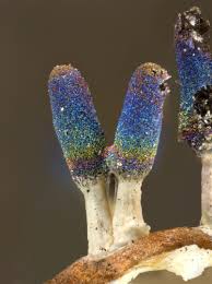 Attēlu rezultāti vaicājumam “Diachea leucopodia young”