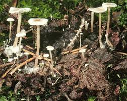 Attēlu rezultāti vaicājumam “Collybia cirrhata”