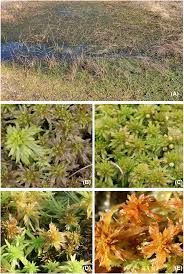 Attēlu rezultāti vaicājumam “Sphagnum angustifolium sporophyte”