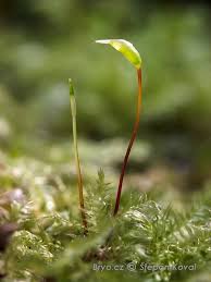 Attēlu rezultāti vaicājumam “Brachythecium salebrosum”