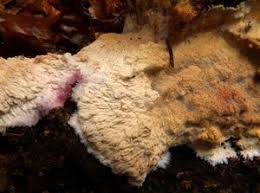 Attēlu rezultāti vaicājumam “Phlebia centrifuga”