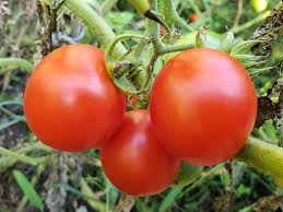 Afbeeldingsresultaat voor principe borghese tomato