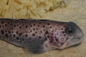 Image result for Anarhichas minor