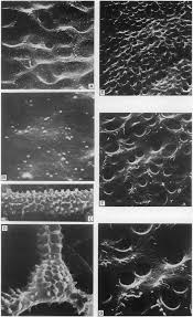 Attēlu rezultāti vaicājumam “Arcyria minuta stalked”