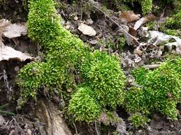 Attēlu rezultāti vaicājumam “Plagiothecium cavifolium”