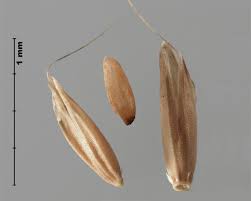 Attēlu rezultāti vaicājumam “Alopecurus pratensis fruit”