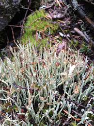 Attēlu rezultāti vaicājumam “Cladonia cornuta”