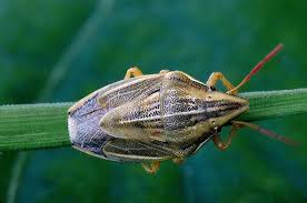 Attēlu rezultāti vaicājumam “Aelia acuminata”